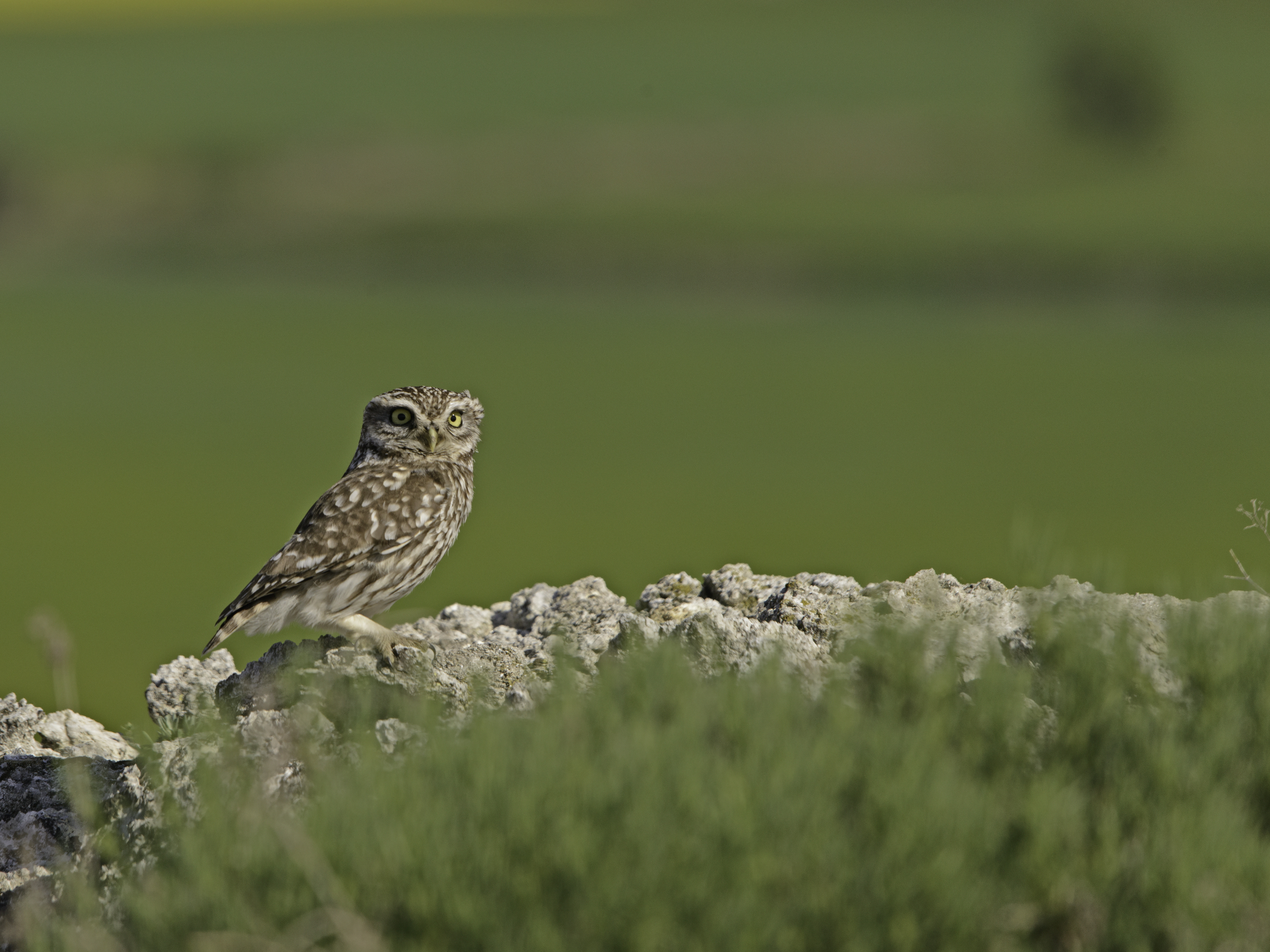 MBI20140419__DSC1574-Editar-Editar